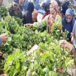 Pemkab Bombana serukan masyarakat kembangkan budidaya tanaman nilam