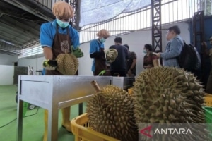 Kemarin, komoditas durian RI sampai ULN triwulan III 2025
